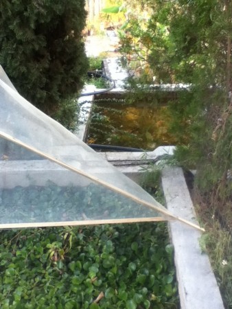 Se le colocaron mallas en los estanques para que impidiera el paso de basura.